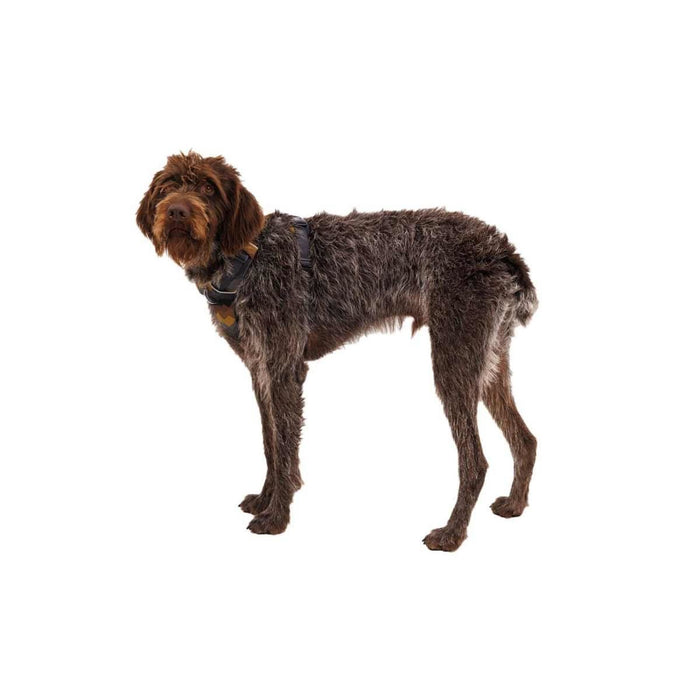 Ruffwear Front Range� Dog Harness - Moonlight Mountains Print (L / XL)