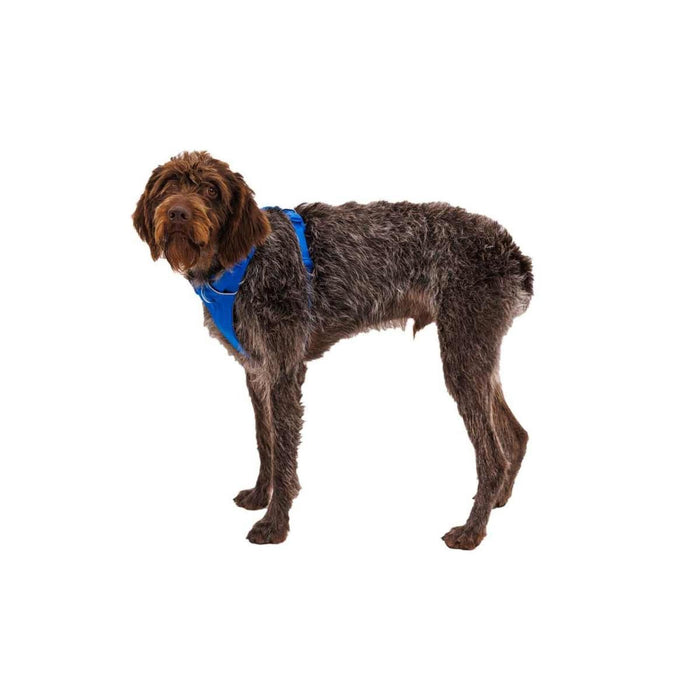 Ruffwear Front Range� Dog Harness in Blue Pool (Small)