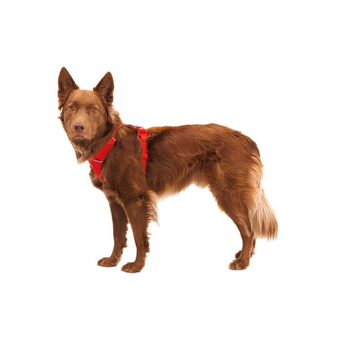 Ruffwear Front Range� Dog Harness in Red Canyon (L / XL)